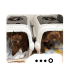 T家のイッヌたち（個別スタンプ：8）