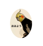 オカメインコのカルムとアリア（個別スタンプ：2）