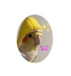 オカメインコのカルムとアリア（個別スタンプ：3）