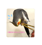 オカメインコのカルムとアリア（個別スタンプ：4）