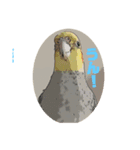 オカメインコのカルムとアリア（個別スタンプ：5）