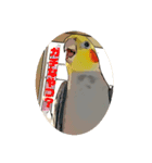 オカメインコのカルムとアリア（個別スタンプ：6）