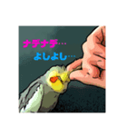 オカメインコのカルムとアリア（個別スタンプ：7）