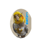 オカメインコのカルムとアリア（個別スタンプ：8）