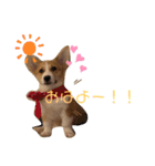 プナのワンだふるらいふ（個別スタンプ：1）