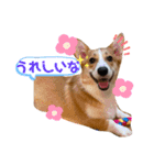 プナのワンだふるらいふ（個別スタンプ：2）