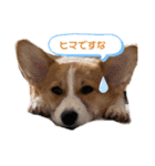 プナのワンだふるらいふ（個別スタンプ：10）
