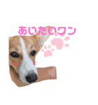 プナのワンだふるらいふ（個別スタンプ：13）
