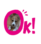 プナのワンだふるらいふ（個別スタンプ：14）