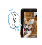 プナのワンだふるらいふ（個別スタンプ：17）