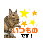 デグーのあられさんの使いやすいスタンプ（個別スタンプ：18）