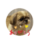 シーズー犬のさくらさん（個別スタンプ：1）
