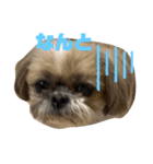 シーズー犬のさくらさん（個別スタンプ：2）