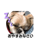 シーズー犬のさくらさん（個別スタンプ：3）