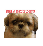 シーズー犬のさくらさん（個別スタンプ：4）