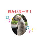 シーズー犬のさくらさん（個別スタンプ：5）
