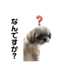 シーズー犬のさくらさん（個別スタンプ：6）