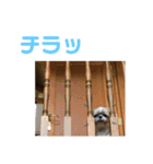 シーズー犬のさくらさん（個別スタンプ：7）