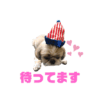 シーズー犬のさくらさん（個別スタンプ：8）