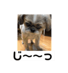 シーズー犬のさくらさん（個別スタンプ：9）