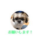 シーズー犬のさくらさん（個別スタンプ：10）