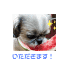シーズー犬のさくらさん（個別スタンプ：11）