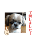 シーズー犬のさくらさん（個別スタンプ：12）