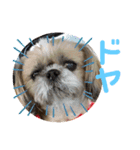 シーズー犬のさくらさん（個別スタンプ：14）