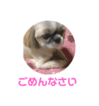シーズー犬のさくらさん（個別スタンプ：15）