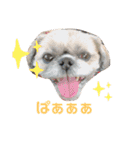 シーズー犬のさくらさん（個別スタンプ：16）