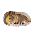 モルの日常2（個別スタンプ：1）