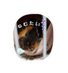 モルの日常2（個別スタンプ：2）