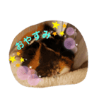 モルの日常2（個別スタンプ：5）