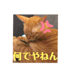 Tetu and Hana4（個別スタンプ：10）