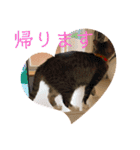Tetu and Hana4（個別スタンプ：11）