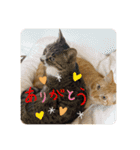 Tetu and Hana4（個別スタンプ：16）