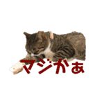 Tetu and Hana4（個別スタンプ：22）