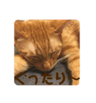 Tetu and Hana4（個別スタンプ：23）