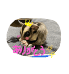 フクロモモンガのくろまめ⭐︎⭐︎（個別スタンプ：4）