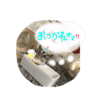 フクロモモンガのくろまめ⭐︎⭐︎（個別スタンプ：9）