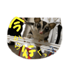 フクロモモンガのくろまめ⭐︎⭐︎（個別スタンプ：10）
