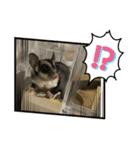 フクロモモンガのくろまめ⭐︎⭐︎（個別スタンプ：14）