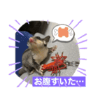 フクロモモンガのくろまめ⭐︎⭐︎（個別スタンプ：16）