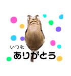 小夏さんの日常で使えるLINEスタンプ♪（個別スタンプ：6）