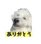 トイプー＆ウェスティーすたんぷ（個別スタンプ：1）