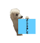 トイプー＆ウェスティーすたんぷ（個別スタンプ：2）