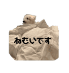 トイプー＆ウェスティーすたんぷ（個別スタンプ：3）
