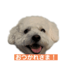 トイプー＆ウェスティーすたんぷ（個別スタンプ：5）