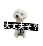 トイプー＆ウェスティーすたんぷ（個別スタンプ：6）