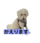 トイプー＆ウェスティーすたんぷ（個別スタンプ：12）